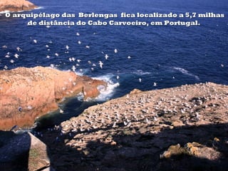 O arquipélago das Berlengas fica localizado a 5,7 milhas
     de distância do Cabo Carvoeiro, em Portugal.
 
