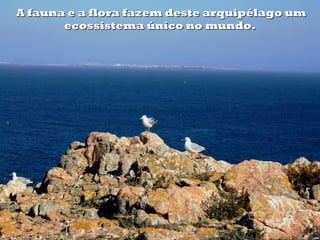 A fauna e a flora fazem deste arquipélago um
       ecossistema único no mundo.
 