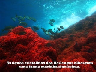 As águas cristalinas das Berlengas albergam
      uma fauna marinha riquíssima.
 