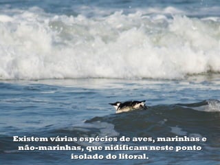 Existem várias espécies de aves, marinhas e
 não-marinhas, que nidificam neste ponto
             isolado do litoral.
 
