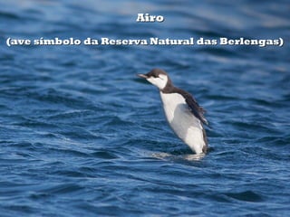 Airo

(ave símbolo da Reserva Natural das Berlengas)
 