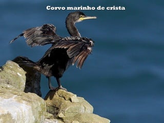 Corvo marinho de crista
 