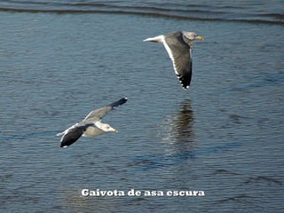 Gaivota de asa escura
 
