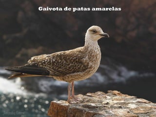 Gaivota de patas amarelas
 