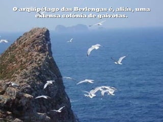 O arquipélago das Berlengas é, aliás, uma
      extensa colónia de gaivotas.
 