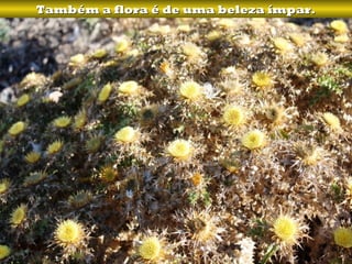 Também a flora é de uma beleza ímpar.
 