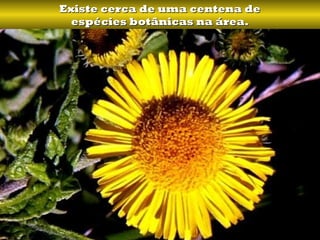 Existe cerca de uma centena de
  espécies botânicas na área.
 