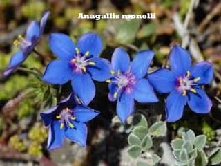 Anagallis monelli
 