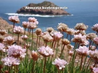 Armeria berlengensis
 