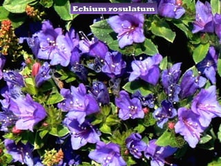 Echium rosulatum
 