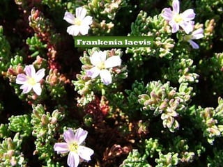 Frankenia laevis
 