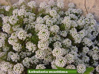 Lobularia maritima
 