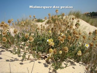 Malmequer das praias
 