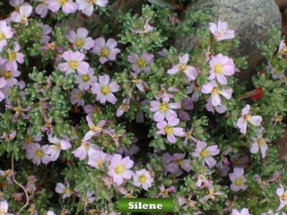 Silene
 