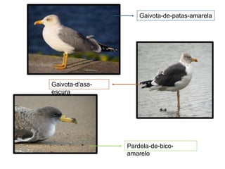 A Reserva Natural da Berlenga é extremamente rica do ponto de vista biológico, constituindo um dos locais mais importantes de nidificação de aves da Península Ibérica. O airo, símbolo da Reserva Natural da Berlenga, é uma das espécies mais ameaçadas da nossa fauna. A ilha da Berlenga, está dividida em Reserva Integral, Reserva Parcial e Área de Recreio. Existe ainda um Trilho de Natureza que se deve percorrer para conhecer a ilha.