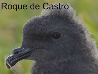 …HistóriaFarolO Farol da ilha foi construído em 1841, o Farol foi baptizado Duque de Bragança.O Farol utiliza a energia acumulada durante o dia (através de vários painéis solares), com 29m de altura. A sua luz é visível até cerca de 50 km de distância.A ocupação humana da Berlenga Grande (única habitável) remonta à Antiguidade. Mais tarde chamada de ilha de Saturno. Posteriormente foi visitada por navegadores Muçulmanos, Vikings, corsários Franceses e Ingleses.Em 1513, com o apoio da rainha D. Leonor, monges da Ordem de São Jerónimo com o propósito de oferecer auxílio à navegação e às vítimas dos frequentes naufrágios naquela costa atlântica, invadida por corsários, fundando o Mosteiro da Misericórdia da Berlenga, no local onde, desde 1953, se ergue um restaurante. 