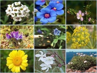 Com doze salas ou quartos onde funcionavam as dependências de serviço (Casa do Comando, Quartéis de Tropas, Armazéns, Cozinha e outros) e mais oito compartimentos no interior das muralhas. Um corredor sem iluminação dá acesso internamente aos vários pontos da estrutura.Fortaleza das Berlengas