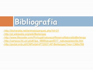 Corvo-marinho-de-crista;