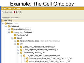 Example: The Cell Ontology
 