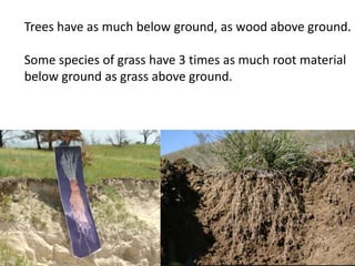 Trees have as much below ground, as wood above ground.
Some species of grass have 3 times as much root material
below ground as grass above ground.
 