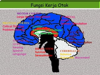 Fungsi Kerja Otak MOTOR CORTEX Large Muscle Movement FRONTAL CORTEX: Critical Thinking Problem-Solving LIMBIC: Regulator of Emotions Long-Term Memory PARIETAL LOBE: Sensory Stimulation TEMPORAL LOBE: Hearing Speech Language BRAIN STEM: Survival Sensorimotor CEREBELLUM: Balance Automatic  Movement OCCIPITAL LOBE: Vision Visual Perception 