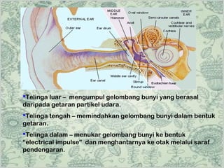 Telinga luar – mengumpul gelombang bunyi yang berasal
daripada getaran partikel udara.
Telinga tengah – memindahkan gelombang bunyi dalam bentuk
getaran.
Telinga dalam – menukar gelombang bunyi ke bentuk
“electrical impulse” dan menghantarnya ke otak melalui saraf
pendengaran.

 