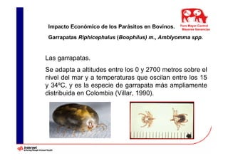 Impacto Económico de los Parásitos en Bovinos.   Foro Mayor Control
                                                   Mayores Ganancias

 Garrapatas Riphicephalus (Boophilus) m., Amblyomma spp.


Las garrapatas.
Se adapta a altitudes entre los 0 y 2700 metros sobre el
nivel del mar y a temperaturas que oscilan entre los 15
y 34ºC, y es la especie de garrapata más ampliamente
distribuida en Colombia (Villar, 1990).
 