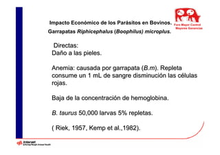 Impacto Económico de los Parásitos en Bovinos.    Foro Mayor Control
                                                   Mayores Ganancias
Garrapatas Riphicephalus (Boophilus) microplus.

 Directas:
 Daño a las pieles.

 Anemia: causada por garrapata (B.m). Repleta
 consume un 1 mL de sangre disminución las células
 rojas.

 Baja de la concentración de hemoglobina.

 B. taurus 50,000 larvas 5% repletas.

 ( Riek, 1957, Kemp et al.,1982).
 