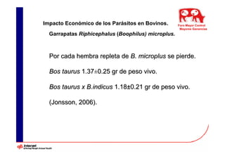 Impacto Económico de los Parásitos en Bovinos.      Foro Mayor Control
                                                     Mayores Ganancias
  Garrapatas Riphicephalus (Boophilus) microplus.



  Por cada hembra repleta de B. microplus se pierde.

  Bos taurus 1.37±0.25 gr de peso vivo.

  Bos taurus x B.indicus 1.18±0.21 gr de peso vivo.

  (Jonsson, 2006).
 