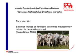 Impacto Económico de los Parásitos en Bovinos.      Foro Mayor Control
                                                     Mayores Ganancias
  Garrapatas Riphicephalus (Boophilus) microplus.




 Reproducción:

 Bajan los índices de fertilidad, trastornos metabólicos y
 retraso de desarrollo corporal.
 (Castellanos, 1985).
 