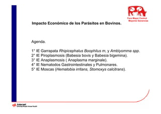 Foro Mayor Control
                                                     Mayores Ganancias
Impacto Económico de los Parásitos en Bovinos.



Agenda.

1° IE Garrapata Rhipicephalus Boophilus m, y Amblyomma spp.
2° IE Piroplasmosis (Babesia bovis y Babesia bigemina).
3° IE Anaplasmosis ( Anaplasma marginale).
4° IE Nematodos Gastrointestinales y Pulmonares.
5° IE Moscas (Hematobia irritans, Stomoxys calcitrans).
 