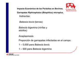 Impacto Económico de los Parásitos en Bovinos.    Foro Mayor Control
                                                   Mayores Ganancias
Garrapatas Riphicephalus (Boophilus) microplus.
  Indirectas:

  Babesia bovis (larvas)

 Babesia bigemina (ninfas y
 adultos)

 Anaplasmosis
 Proporción de garrapatas infectadas en el campo:
 1 – 5,000 para Babesia bovis.
 1 – 500 para Babesia bigemina.
 