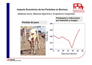 Impacto Económico de los Parásitos en Bovinos.           Foro Mayor Control
                                                          Mayores Ganancias
(Babesia bovis, Babesia bigemina y Anaplasma marginale)
                                         Predispone a infecciones
                                         por bacterias y hongos
    Pérdida de peso            240



                               230



                               220



                               210



                               200
                                     0    10   20   30   40    50     60
 