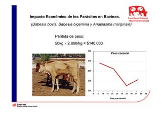 Impacto Económico de los Parásitos en Bovinos.                               Foro Mayor Control
                                                                              Mayores Ganancias
(Babesia bovis, Babesia bigemina y Anaplasma marginale)


             Pérdida de peso:
             50kg × 2.800/kg = $140.000
                                300
                                                         Peso corporal

                                275


                          Kg
                                250




                                225




                                200
                                      0   5   10   15    20   25   30   35    40   45   50   55

                                                        Días post-desafío
 