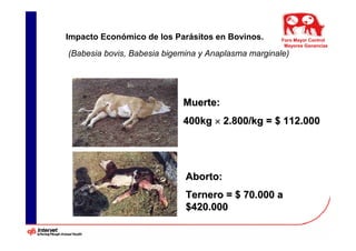 Impacto Económico de los Parásitos en Bovinos.       Foro Mayor Control
                                                      Mayores Ganancias
(Babesia bovis, Babesia bigemina y Anaplasma marginale)




                            Muerte:
                            400kg × 2.800/kg = $ 112.000




                             Aborto:
                             Ternero = $ 70.000 a
                             $420.000
 