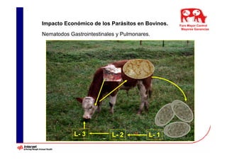 Impacto Económico de los Parásitos en Bovinos.   Foro Mayor Control
                                                  Mayores Ganancias
Nematodos Gastrointestinales y Pulmonares.




            L- 3           L- 2          L- 1
 
