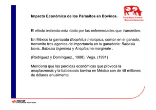 Impacto Económico de los Parásitos en Bovinos.         Foro Mayor Control
                                                        Mayores Ganancias




El efecto indirecto esta dado por las enfermedades que transmiten.

En México la garrapata Boophilus microplus, común en el ganado,
transmite tres agentes de importancia en la ganadería: Babesia
bovis, Babesia bigemina y Anaplasma marginale .

(Rodriguez y Domínguez., 1988). Vega, (1991)

Menciona que las pérdidas económicas que provoca la
anaplasmosis y la babesiosis bovina en México son de 48 millones
de dólares anualmente.
 