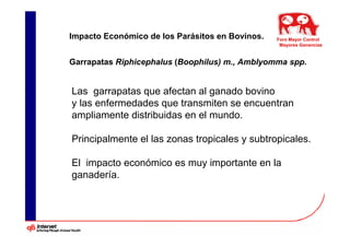Impacto Económico de los Parásitos en Bovinos.   Foro Mayor Control
                                                  Mayores Ganancias


Garrapatas Riphicephalus (Boophilus) m., Amblyomma spp.


Las garrapatas que afectan al ganado bovino
y las enfermedades que transmiten se encuentran
ampliamente distribuidas en el mundo.

Principalmente el las zonas tropicales y subtropicales.

El impacto económico es muy importante en la
ganadería.
 