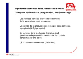 Importancia Económica de los Parásitos en Bovinos.           Foro Mayor Control
                                                              Mayores Ganancias
Garrapatas Riphicephalus (Boophilus) m., Amblyomma spp.
 .


     Las pérdidas han sido expresada en términos
     de la ganancia de peso en gramos.

     La pérdida de la producción de leche por cada garrapata
     ingurgitada ( 0.7g/garrapata)

     En términos de la producción financiera total
     (pérdidas en la producción + costo total del control)
     por animal por año es de.

     ( $ 7.3 dólares/ animal/ año) (FAO 1984).
 