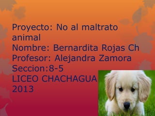 Proyecto: No al maltrato
animal
Nombre: Bernardita Rojas Ch
Profesor: Alejandra Zamora
Seccion:8-5
LICEO CHACHAGUA
2013

 