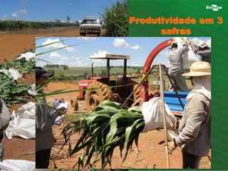 Produtividade em 3 
safras 
 
