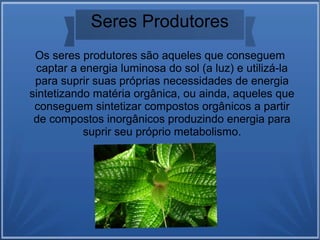 Seres Produtores
Os seres produtores são aqueles que conseguem
captar a energia luminosa do sol (a luz) e utilizá-la
para suprir suas próprias necessidades de energia
sintetizando matéria orgânica, ou ainda, aqueles que
conseguem sintetizar compostos orgânicos a partir
de compostos inorgânicos produzindo energia para
suprir seu próprio metabolismo.
 