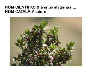 NOM CIENTIFIC:Rhamnus alaternus L.
NOM CATALÀ:Aladern
 