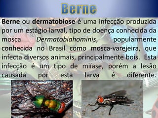 Berne ou dermatobiose é uma infecção produzida
por um estágio larval, tipo de doença conhecida da
mosca
Dermatobiahominis,
popularmente
conhecida no Brasil como mosca-varejeira, que
infecta diversos animais, principalmente bois. Esta
infecção é um tipo de miíase, porém a lesão
causada
por
esta
larva
é
diferente.

 