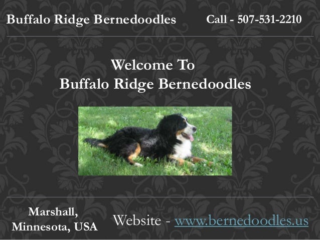 local bernedoodle breeders