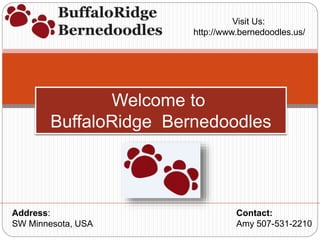 Address:
SW Minnesota, USA
Contact:
Amy 507-531-2210
Visit Us:
http://www.bernedoodles.us/
Welcome to
BuffaloRidge Bernedoodles
 