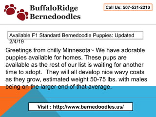 Bernedoodle puppies | PPT