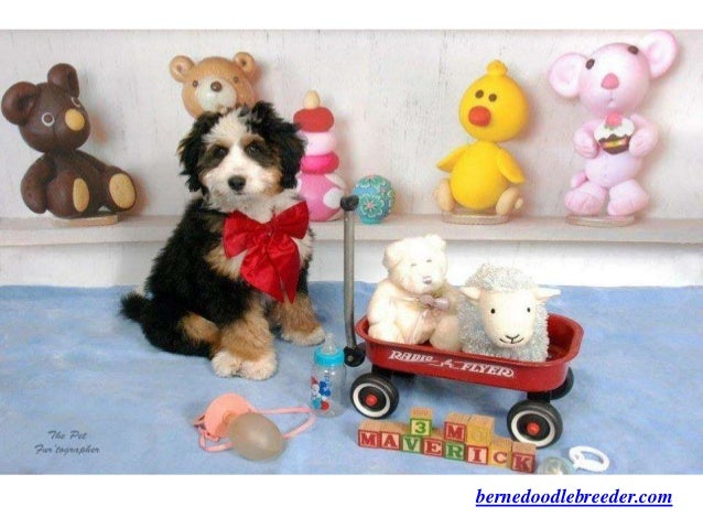 bernedoodle stuffed animal