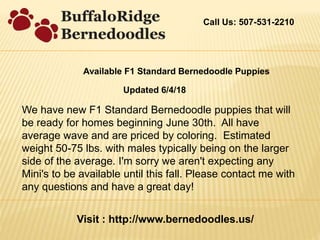 Bernedoodle puppies for sale | PPT