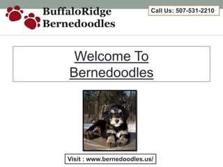 Call Us: 507-531-2210
Welcome To
Bernedoodles
Visit : www.bernedoodles.us/
 